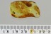AQUATIC MAYFLY NYMPH Ephemeroptera Fossil Genuine BALTIC AMBER 2897