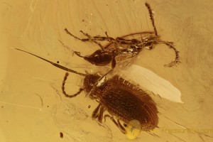 PTINIDAE PTINUS Death-watch Beetle & Wasp Genuine BALTIC AMBER 2898