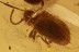 PTINIDAE PTINUS Death-watch Beetle & Wasp Genuine BALTIC AMBER 2898