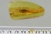 TENEBRIONINAE Alphitobiini Huge Darkling Beetle BALTIC AMBER 7.1g 2902