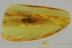 TENEBRIONINAE Alphitobiini Huge Darkling Beetle BALTIC AMBER 7.1g 2902