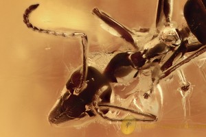 TOP Museum GESOMYRMECINI Ant Big Gnat + More BALTIC AMBER 22.4g 2901