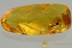 TOP Museum GESOMYRMECINI Ant Big Gnat + More BALTIC AMBER 22.4g 2901