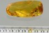 TOP Museum GESOMYRMECINI Ant Big Gnat + More BALTIC AMBER 22.4g 2901