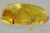 TOP Museum GESOMYRMECINI Ant Big Gnat + More BALTIC AMBER 22.4g 2901