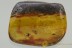 TOP Museum Pseudomyrmecinae Ant & More Fossil BALTIC AMBER 25.2g 2910
