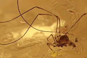 Nice HARVESTMEN Opilione & MORE Fossil Genuine BALTIC AMBER 5.7g 2907