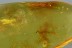 Nice HARVESTMEN Opilione & MORE Fossil Genuine BALTIC AMBER 5.7g 2907