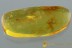 Nice HARVESTMEN Opilione & MORE Fossil Genuine BALTIC AMBER 5.7g 2907