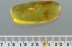 Nice HARVESTMEN Opilione & MORE Fossil Genuine BALTIC AMBER 5.7g 2907