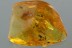 FIGHTING ANTS Formicidae Inclusion Genuine BALTIC AMBER 4.4g 2906