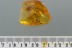 FIGHTING ANTS Formicidae Inclusion Genuine BALTIC AMBER 4.4g 2906
