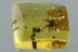 TOP Superb JUMPING SPIDER Salticidae Genuine BALTIC AMBER 3.8g 2911