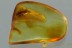 AQUATIC BUG Rare VELIIDAE Smaller Water Strider BALTIC AMBER 2919