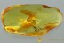 GEOPHILIDAE Rare Earth Centipede + Ants & Top Mite BALTIC AMBER 2918