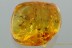 100% MATING Insects & 6 Flies Inclusion Genuine BALTIC AMBER 10g 2916