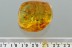 100% MATING Insects & 6 Flies Inclusion Genuine BALTIC AMBER 10g 2916