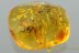 100% MATING Insects & 6 Flies Inclusion Genuine BALTIC AMBER 10g 2916