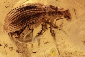 MAMMALIAN HAIR & BROAD-NOSED WEEVIL Paonaupactus BALTIC AMBER 2914