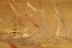 MAMMALIAN HAIR & BROAD-NOSED WEEVIL Paonaupactus BALTIC AMBER 2914