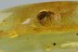 MAMMALIAN HAIR & BROAD-NOSED WEEVIL Paonaupactus BALTIC AMBER 2914