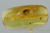 MAMMALIAN HAIR & BROAD-NOSED WEEVIL Paonaupactus BALTIC AMBER 2914