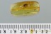 MAMMALIAN HAIR & BROAD-NOSED WEEVIL Paonaupactus BALTIC AMBER 2914