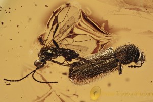 DINODERINAE Bostrichidae RARE Twig Borer Beetle BALTIC AMBER 2921