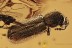 DINODERINAE Bostrichidae RARE Twig Borer Beetle BALTIC AMBER 2921