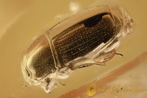Rare CLOWN BEETLE Histeridae Cylister Genuine BALTIC AMBER 2917