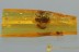 SUPERB Large Marsh Beetle MICROCARA Scirtidae BALTIC AMBER 2922