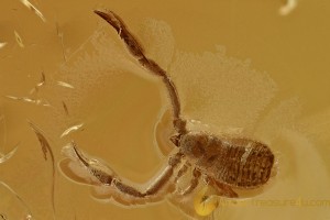 GREAT False Scorpion PSEUDOSCORPION Fossil Genuine BALTIC AMBER 2928