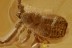 GREAT False Scorpion PSEUDOSCORPION Fossil Genuine BALTIC AMBER 2928
