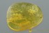 GREAT False Scorpion PSEUDOSCORPION Fossil Genuine BALTIC AMBER 2928