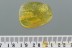 GREAT False Scorpion PSEUDOSCORPION Fossil Genuine BALTIC AMBER 2928