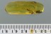 GIANT Dermaptera Great EARWIG Fossil Genuine BALTIC AMBER 2.3g 2930