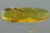 GIANT Dermaptera Great EARWIG Fossil Genuine BALTIC AMBER 2.3g 2930