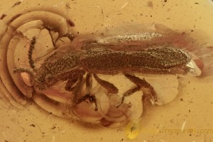 Unusual IRONCLAD BEETLE Zopheridae Fossil Genuine BALTIC AMBER 2937