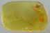 Unusual IRONCLAD BEETLE Zopheridae Fossil Genuine BALTIC AMBER 2937