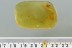 Unusual IRONCLAD BEETLE Zopheridae Fossil Genuine BALTIC AMBER 2937