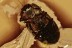 Rare MINUTE BARK BEETLE Cerylonidae & Archescraptia BALTIC AMBER 2926
