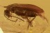 Rare MINUTE BARK BEETLE Cerylonidae & Archescraptia BALTIC AMBER 2926