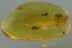 Rare MINUTE BARK BEETLE Cerylonidae & Archescraptia BALTIC AMBER 2926