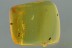 LATRIDIUS JANTARICUS Well Preserved Beetle Fossil BALTIC AMBER 2923