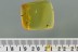 LATRIDIUS JANTARICUS Well Preserved Beetle Fossil BALTIC AMBER 2923