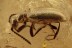 TOMADERUS Great Ant-like Flower Beetle Anthicidae BALTIC AMBER 2924