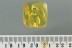 TOMADERUS Great Ant-like Flower Beetle Anthicidae BALTIC AMBER 2924