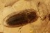 FALSE SKIN BEETLE Biphyllidae Diplocoelus & More BALTIC AMBER 2927