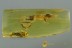 FALSE SKIN BEETLE Biphyllidae Diplocoelus & More BALTIC AMBER 2927