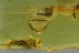 FALSE SKIN BEETLE Biphyllidae Diplocoelus & More BALTIC AMBER 2927
